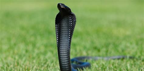 Black Cobra Spiritual Meaning and Symbolism | Astrology.com