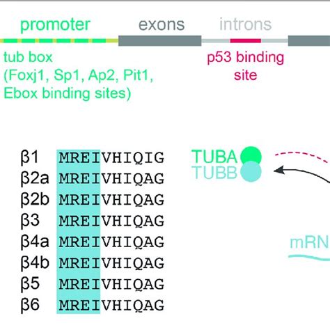 Transcriptional And Posttranscriptional Regulation Of Tubulin Gene