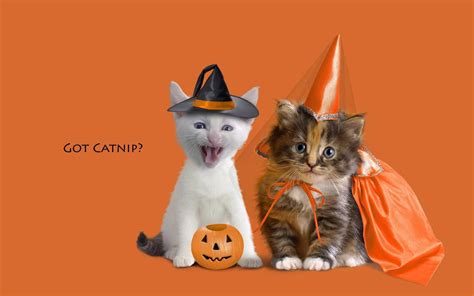 Cute Cat Halloween Wallpaper 65 Images