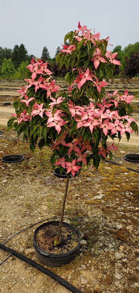 Cornus Kousa Rutpink Scarlet Fire® Kousa Dogwood Regular Editor