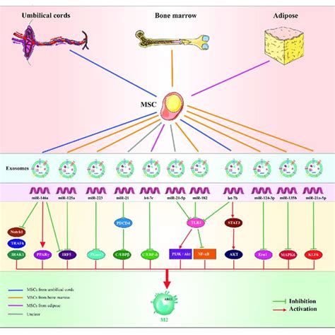 Diagram Illustrates Msc Derived Exosomal Mirnas That Induce