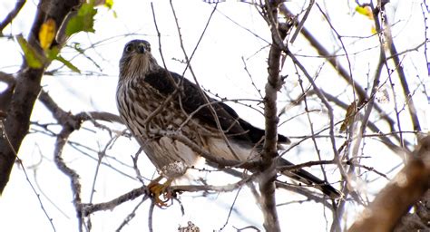 Grey Hawk Nikon D3300 18 300mm Glass Midland Tx Dec 04 R