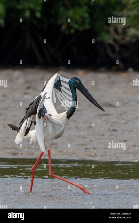 Black Necked Stork Ephippiorhynchus Asiaticus Flapping Wings To Herd