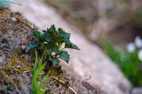 First Spring Green Leaves Of Grass Blooming From Naked Empty Ground Stock Image Image Of