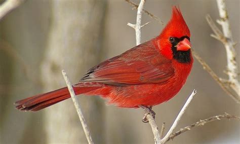 10 Facts About Cardinals Fact File