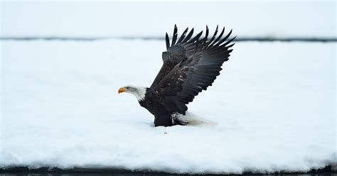 Alaska Bald Eagle PhotoTour and Photo Workshop November 2013