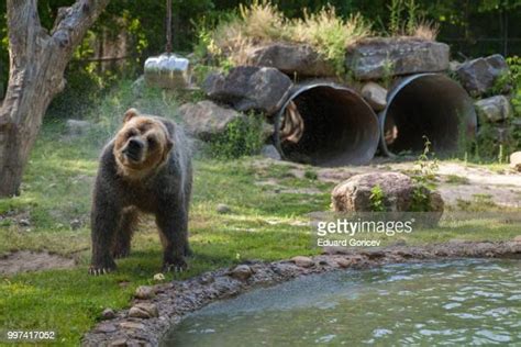 The Grizzly Bear Photos Et Images De Collection Getty Images