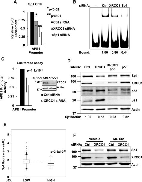 Figure 1 From P53 Coordinates Base Excision Repair To Prevent Genomic