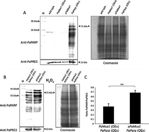 Determination Of Paparp In Whole Cell Extracts Of P Anserina Wild Type Download Scientific