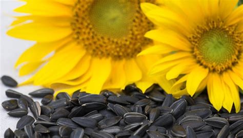 How Sunflower Seeds Are Dispersed | Garden Guides