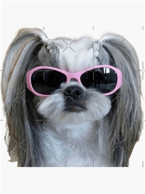 "Dog with Sunglasses Funny Meme" Sticker for Sale by Skayne | Redbubble