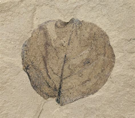 Fossil Populus Poplar Leaf Green River Formation For Sale