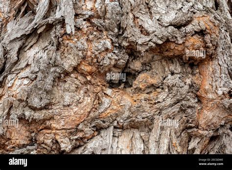 Bark Of Silver Maple Acer Saccharinum Knots E USA By Dominique