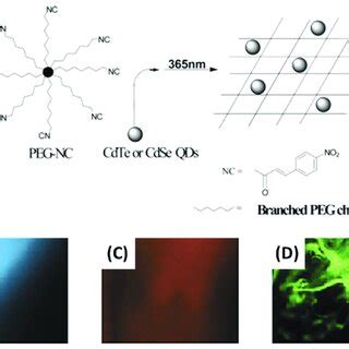 A Photo Cross Linking From PEG NC Macromer And QD Physical