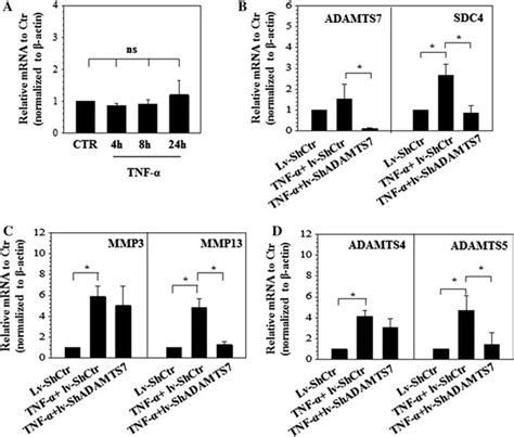 An Adamts7 Knockdown Attenuates The Tnf α Induction Of Catabolic Download Scientific Diagram