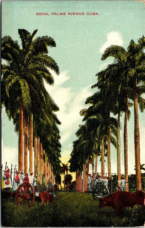 Vtg Havana Cuba Avenue Of Royal Palms 1910s Postcard Latin South