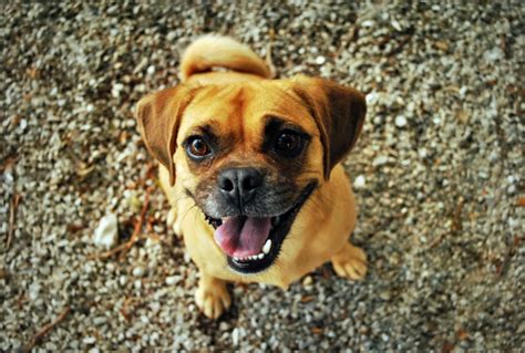 Puggle Dog Breed Temperament, Diet and Training - Platpets - Training ...