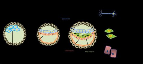 Schematic diagram showing the process of gastrulation. After ...