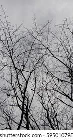 Naked Branches Tree Grey Sky Clouds Stock Photo Shutterstock