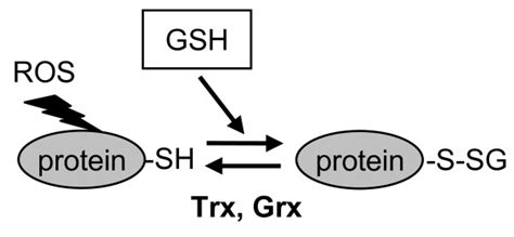 Modification Of Proteins By Glutathionylation This Reversible