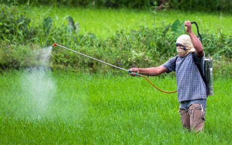 Spraying Pesticide In The Philippines Editorial Stock Photo - Image ...