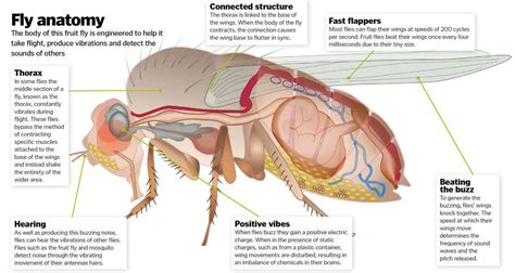 Fly Anatomy - How It Works | Scribd