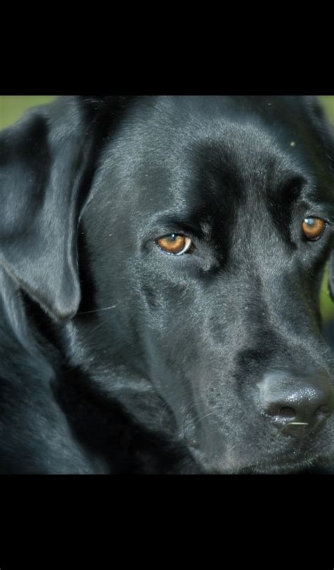 Black Lab Wallpaper Hd Wallpapers Of Black Labs App On The Amazon