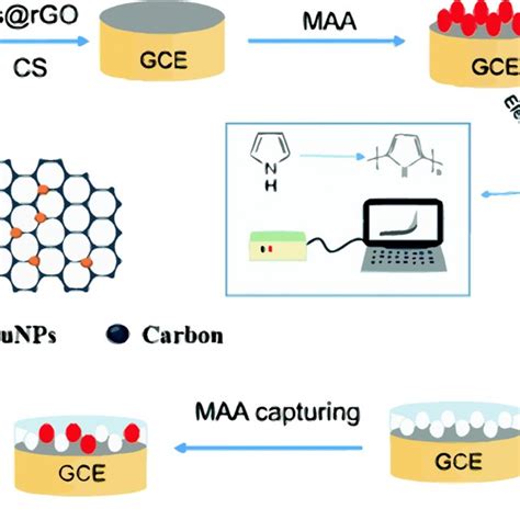 Scheme Of The Electrochemical Sensor Fabrication For Maa Detection