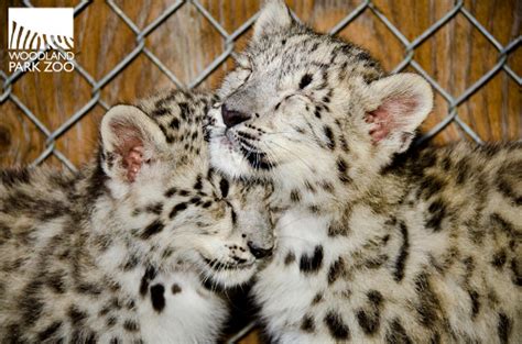 Woodland Park Zoo Blog: Snow leopard cubs play behind the scenes