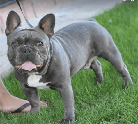 Saya Black and Tan French Bulldog Female-Adopted - The French Bulldog ...