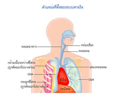 เรื่องระบบหายใจ - เรียนรู้เกี่ยวกับ