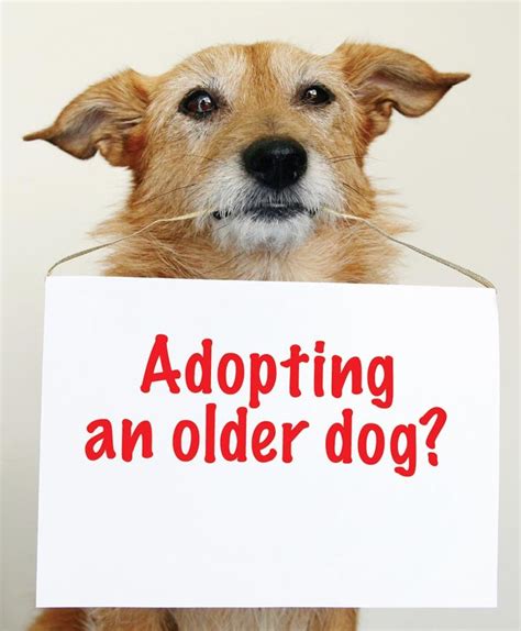 Adopting an older dog | Older dogs, Adoption, Dogs