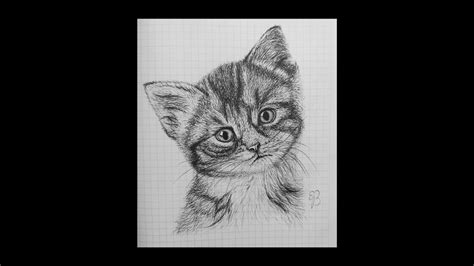 How To Draw A Realistic Cat Easy Step By Step Youtube