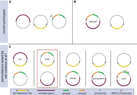 Goody Two Plasmids An Optimized Transient Transfection System For Aav