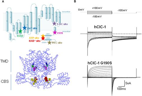 Frontiers Clc Chloride Channels State Of The Art Research And