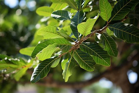 Yohimbine : Tout savoir sur ses propriétés, bienfaits et risques pour ...