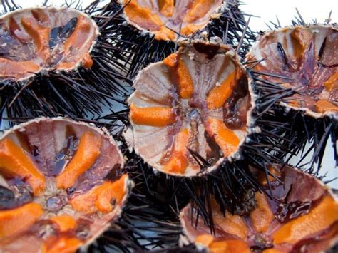 Sea Urchin Gonads Alasmak Alalameea Trading