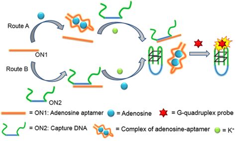 Schematic Presentation Of The Aptamer Based Adenosine Detection By Download High Quality