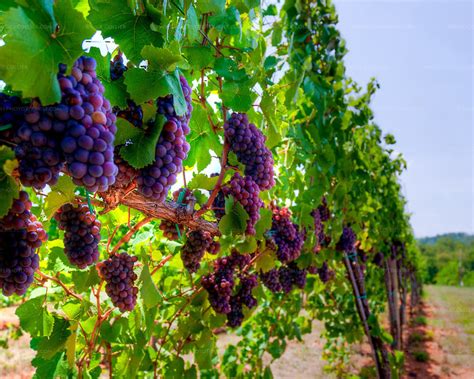 Red Vineyard HDR (Pollak Vineyards) | Wild Cherry RV Resort