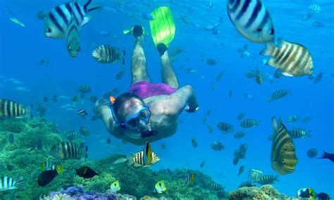 Pure Snorkeling By Reef Discovery