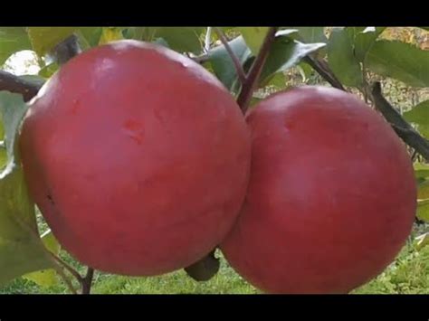 Сорт яблони Хоней Крисп (honeycrisp apples) и его клоны. - YouTube