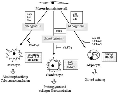 The Scheme Of Msc Differentiation Into The Three Mesenchymal Lineages