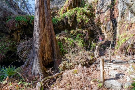 Texas' Magical Westcave Preserve: 7 Essential Tips for Visiting