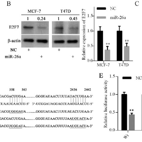 Mir 26a Inhibits Myc Expression Via E2f7 Repression A Myc Expression