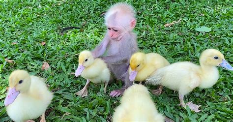 Adorable baby monkey caring for ducklings like family