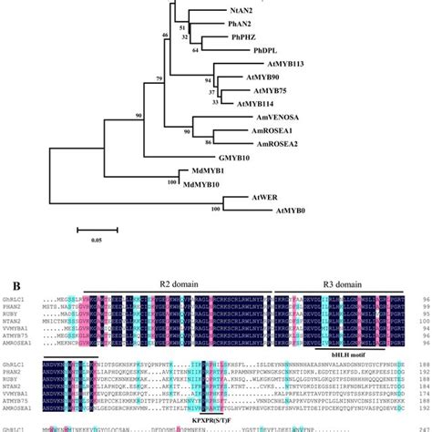 Comparison Of The Deduced Amino Acid Sequence Of Rlc With Verified Myb