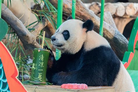 “长隆超级大熊猫节”正式启动—新闻—科学网