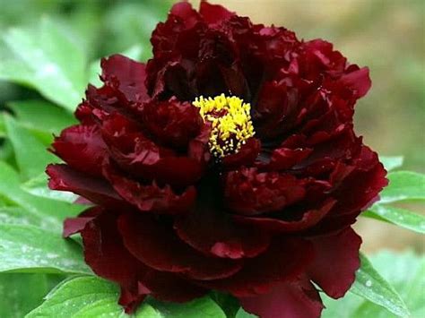 Пион Black Beauty 1шт купить на OZON по низкой цене (1557760868)