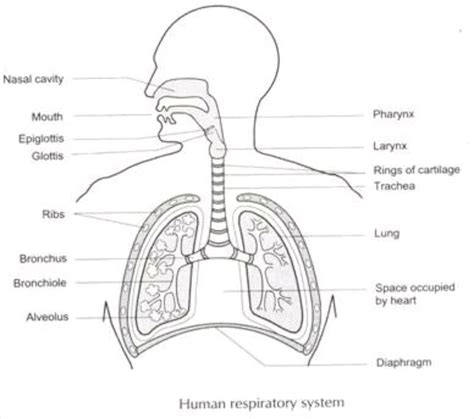 029 Sketch And Label Respiratory System Of Human