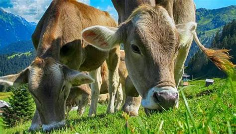 Bizarre Thai Man 69 Fined For Nudity But Escapes Punishment For Having Sex With Cow World